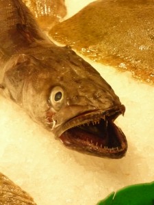 Scary Fish